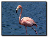 Flamingo (147)