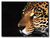 Jaguar (101)